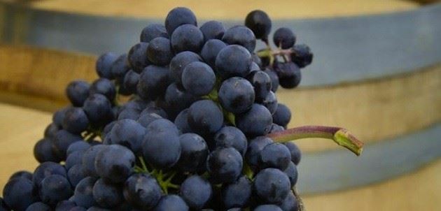 uvas