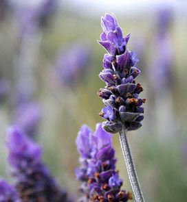 Lavanda