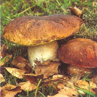 Imm Funghi Porcini