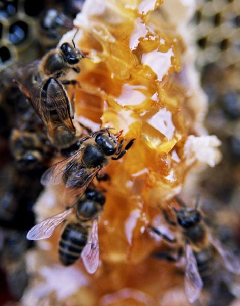 Abejas Miel
