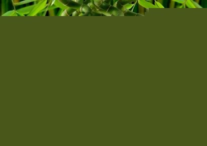 Cana De Bambu