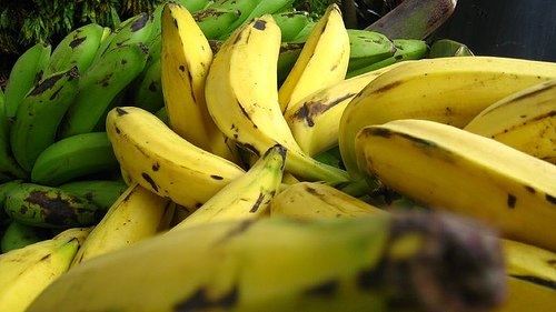 Platano