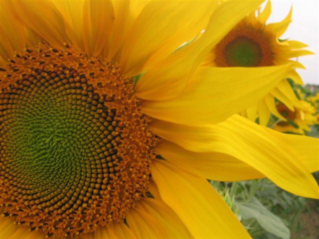 girasol_4 girasol_4