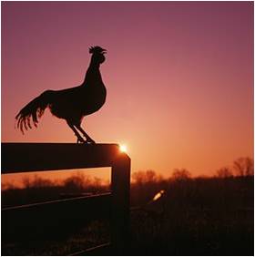 Amanecer