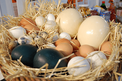 Huevos
