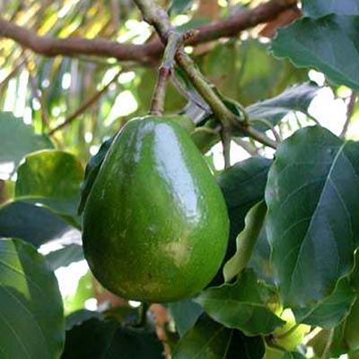 Aguacate