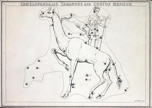 Camelopardalis Tarandus