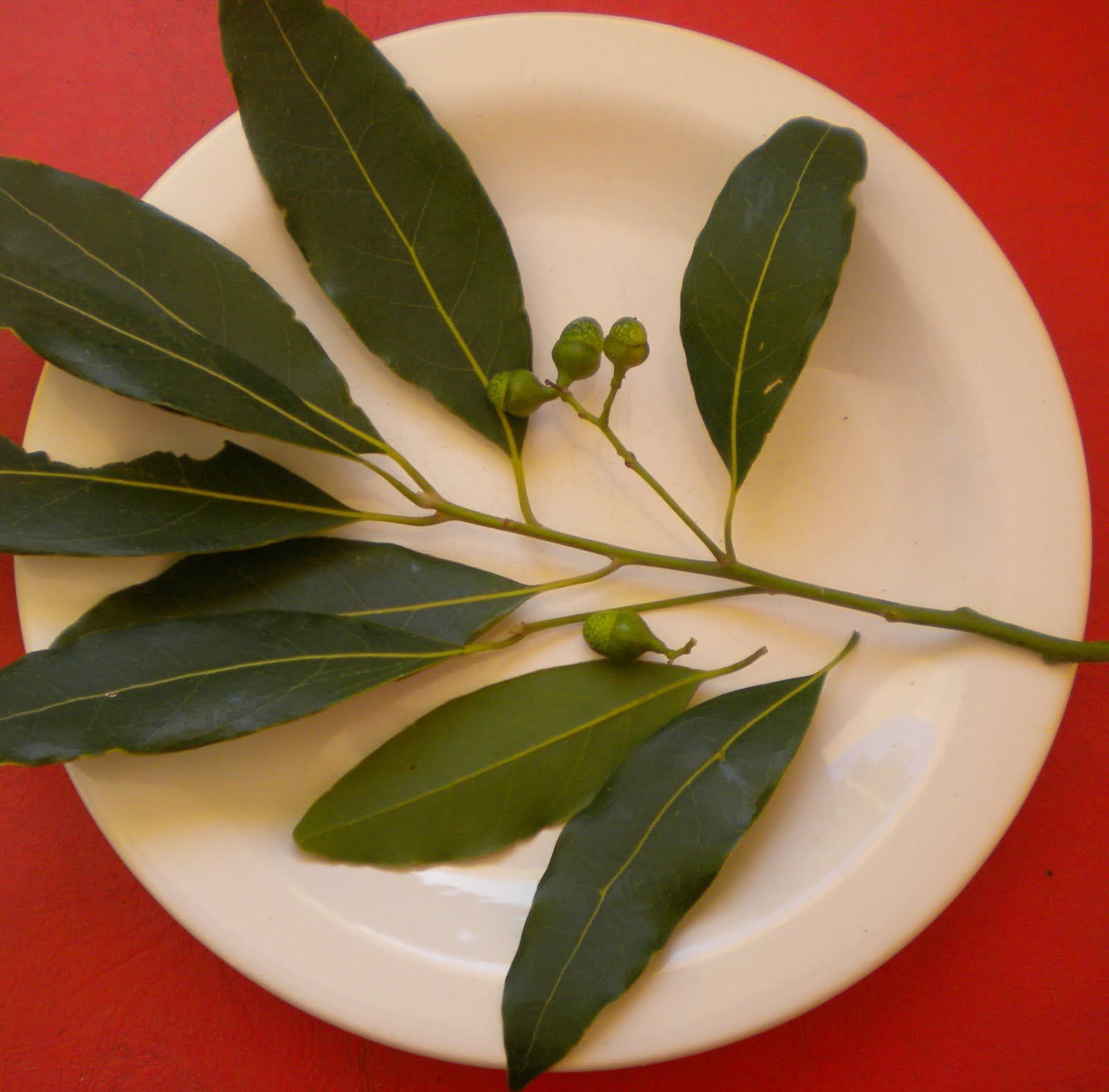 Laurel