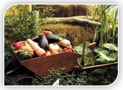 Vegetales-Cocinando-30