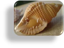 Caracol Cociando