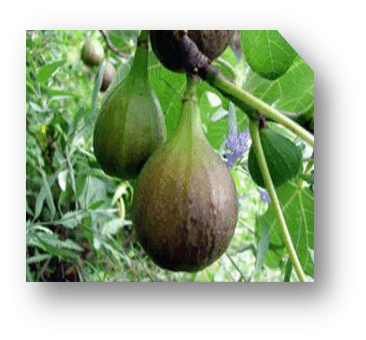 Fruta-de-Higo
