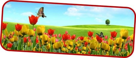 Mariposa Posa Entr Flores