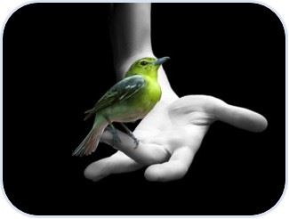 Colibri Bello
