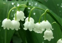 Bienvenido Mayo Vannes La Vente De Muguet Le 1er Mai Reglementee